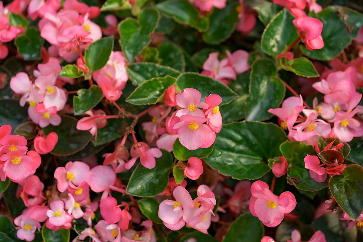 rhododendrons-flowers