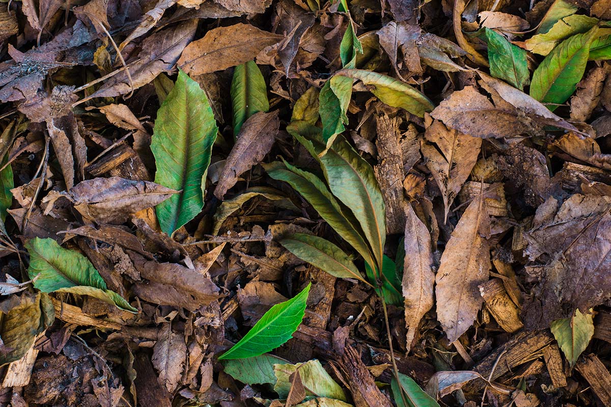 +leaf-composter