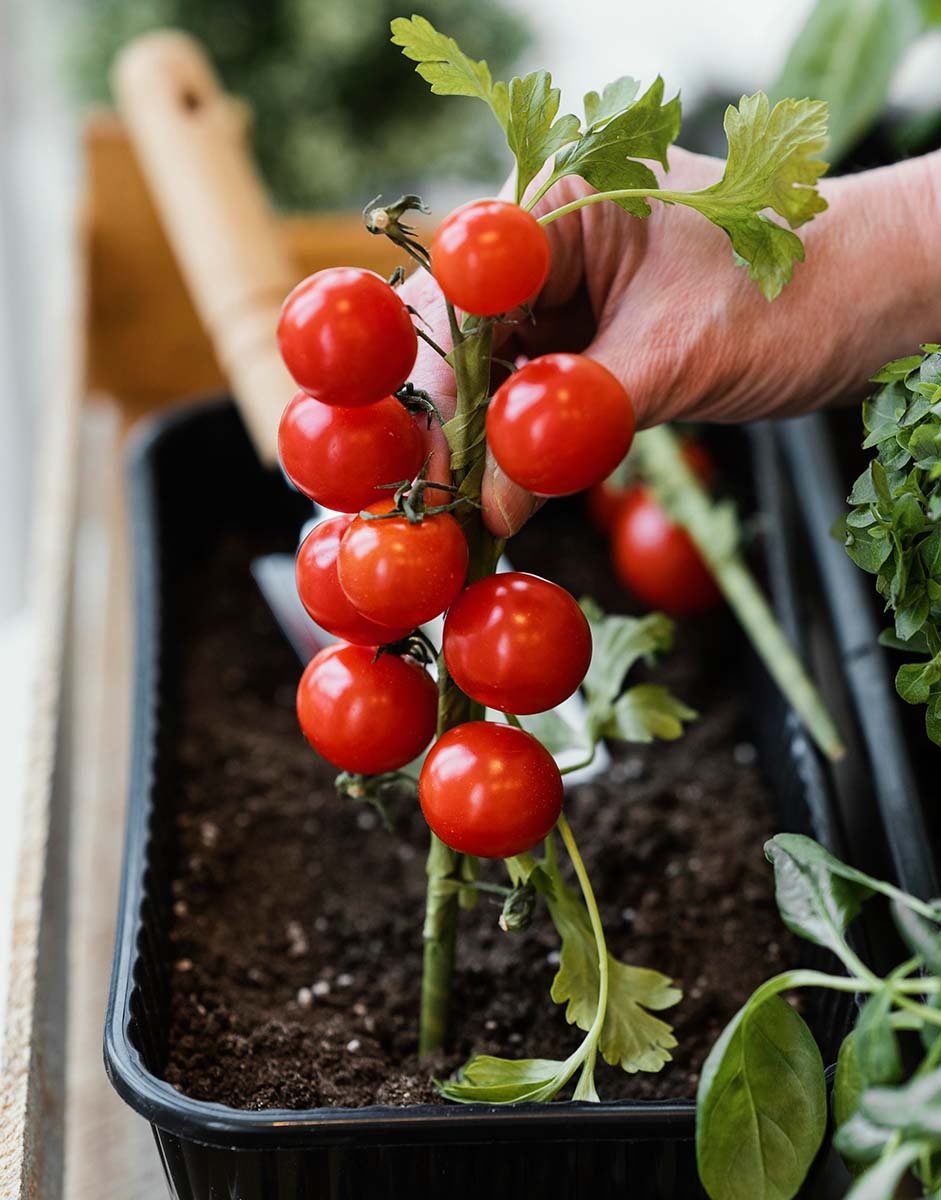 +home-tomato-cultivation"+