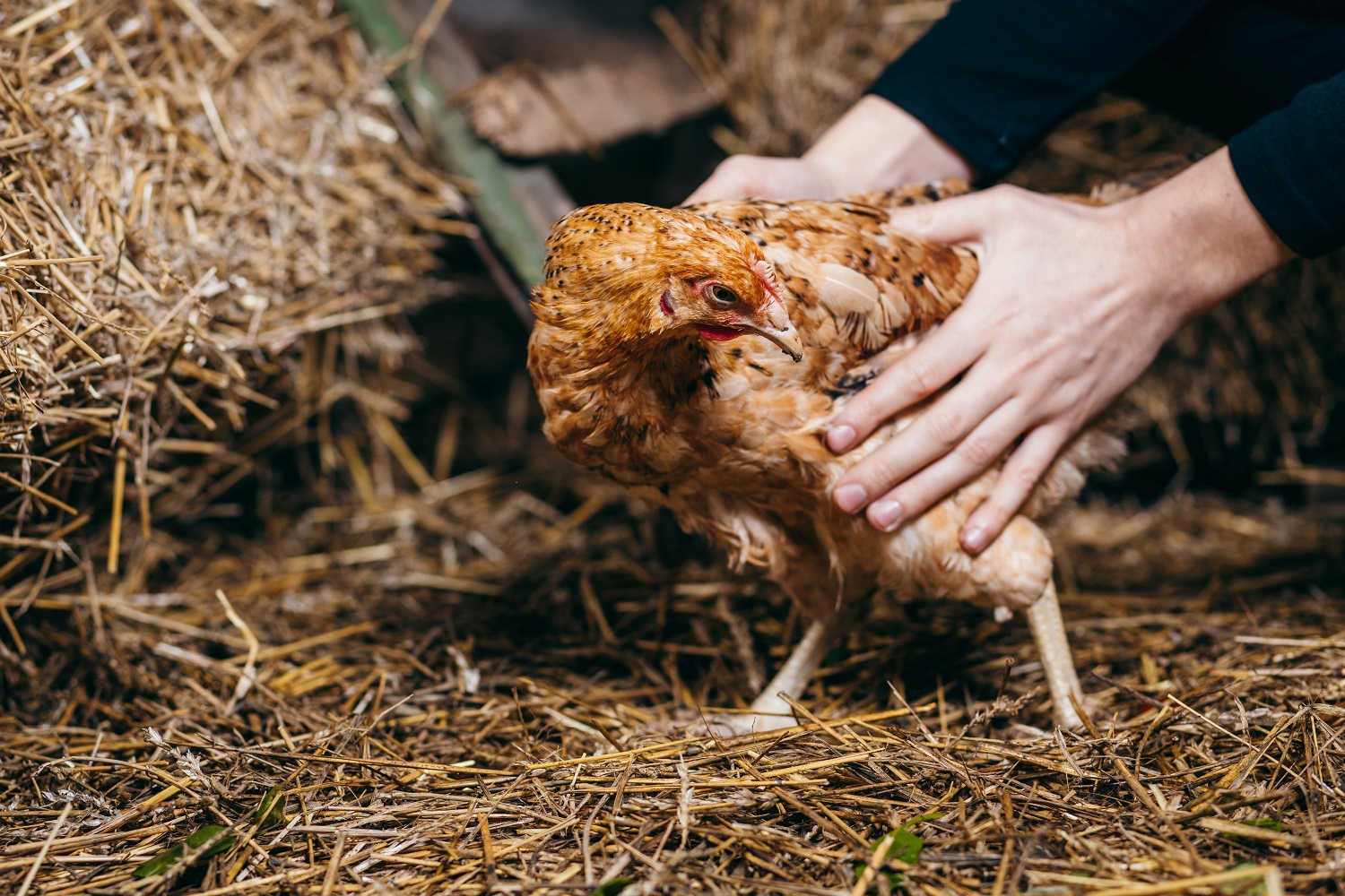 chicken in human hands