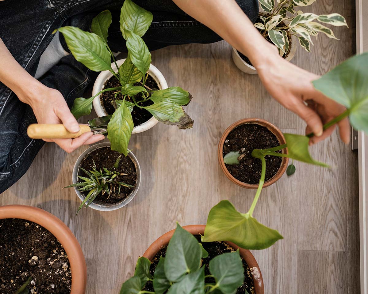 green-plants-planting+