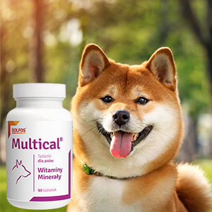 +shiba inu and dog vitamins