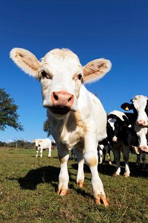  /><p>Substitute milk for calves contains <b>vitamin C, beta-carotene, probiotic and organic acids,</b> which help fight disease factors and eliminate the risk of diarrhea. The addition of coated sodium butyrate promotes the proper development of intestinal villi, which supports a <b>healthy digestive system</b>. In addition, the milk replacer, thanks to its unusual formula, which has been enriched with taste and aroma qualities, is attractive for small calves, which has a positive effect on the consumption of food by animals. Thanks to its complex properties and <b>precisely selected ingredients</b>, MD1 milk replacer is an effective and professional option to support the development of the youngest calves in the first weeks of their life.</p><p><u>How to prepare milk replacer?</u></p><ul><p>Dissolve the preparation at a temperature of <b>45-50<sup>°</sup>C</b>.</p><p>The appropriate feeding temperature is <b>38-42<sup>°</sup>C</b>.</p></ul><p>Stir for about 3 minutes in the right proportion:</p> <ul><li><b>in an intensive rearing system</b> - 140-160 g of Dolmilk MD 1 + 1 l of water.</li><li><b>in the traditional rearing system</b> - 100-125 g Dolmilk MD 1 + 1 l of water</li></ul></div>        </div>
    </div>
    <button type=