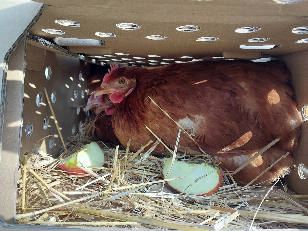 chicken in a poultry shipping box with an apple