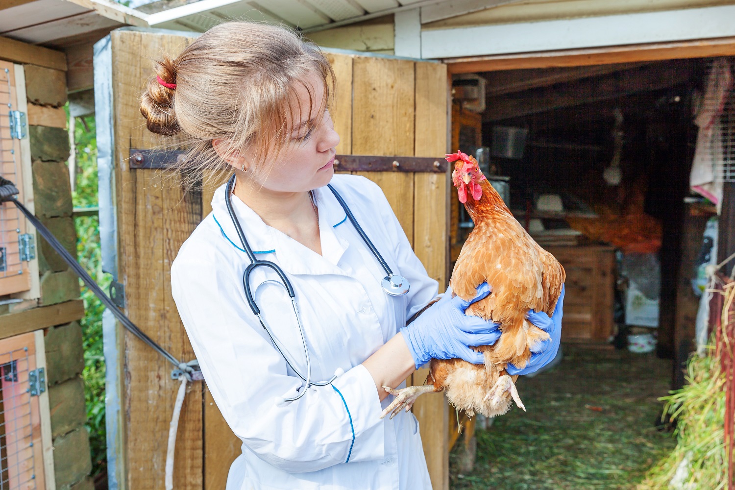 vet and chicken