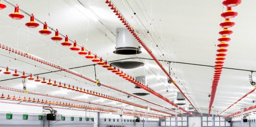 Fermo poultry farm