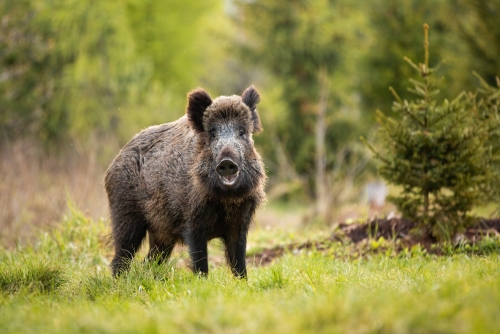 Electric Fencing for Wild Boars