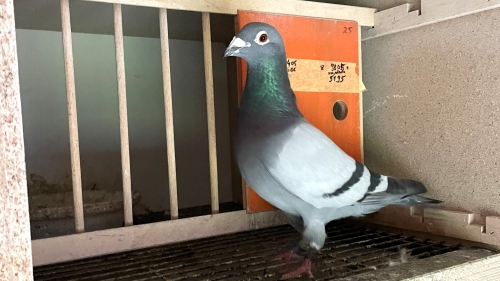 Pigeon Breeding Season: 5 Proven Ways to Strong Eggshells and Healthy Chicks