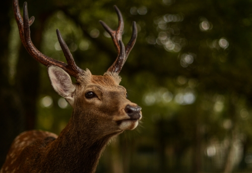 Electric Fencing for Deer