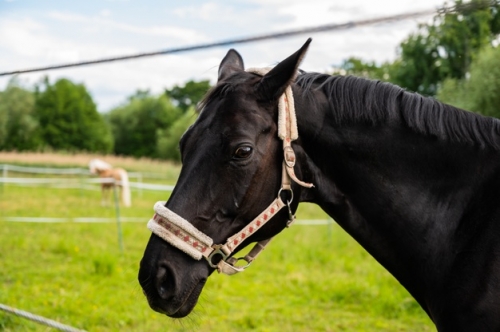 Electric fencing for a horse paddock