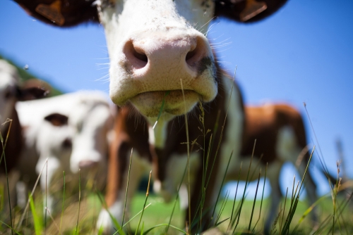 Electric pasture fencing