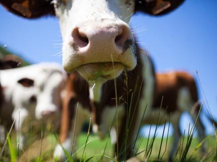 Electric pasture fencing