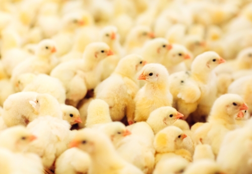 What to do with chicks after hatching?