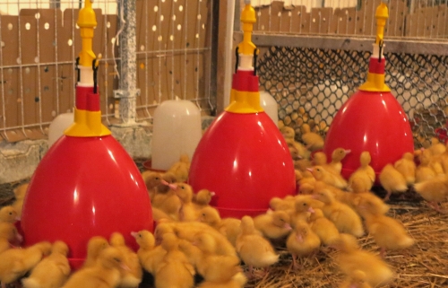 Bell drinkers for geese and ducks