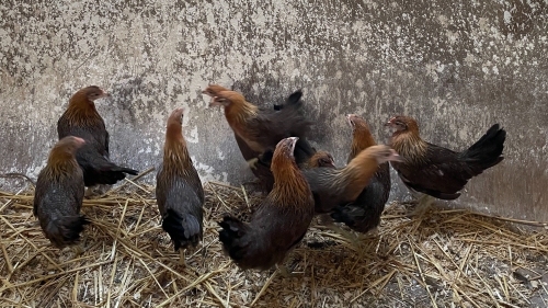 Avian Influenza Threatens Small Backyard Flocks: How to Protect Your Chickens and Poultry