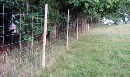 Forest mesh