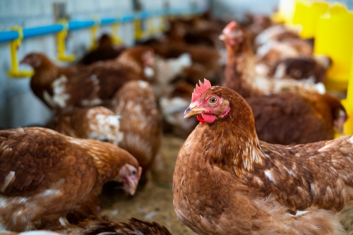 chicken eating feed
