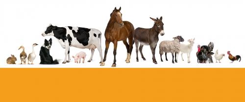 Accessories for animals