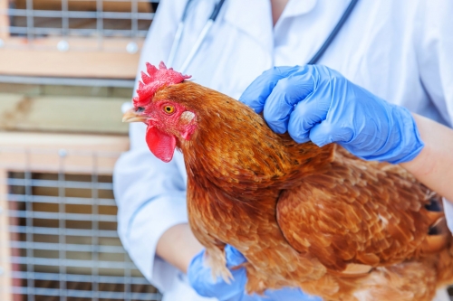 Types of Parasites in Chickens