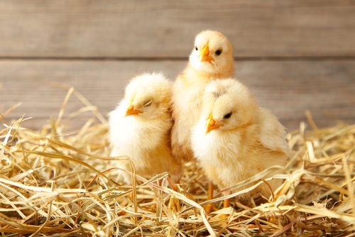 Home incubation of eggs
