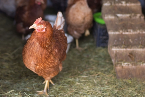 Chicken