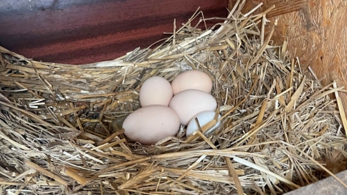 Why Aren&rsquo;t Your Hens Laying Eggs? A Common Issue for Poultry Keepers