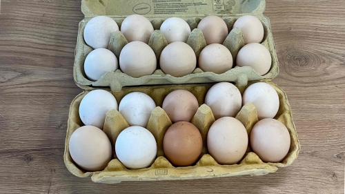 Farm-Fresh Egg Prices: What Drives Production Costs?