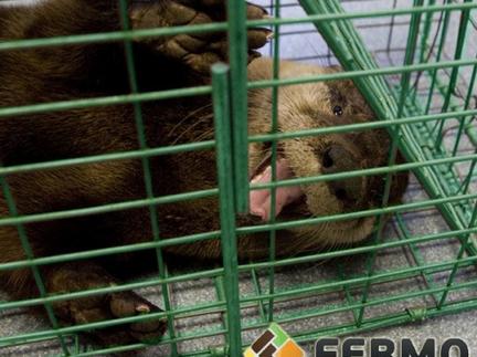Legal regulations on the use of live-catch traps