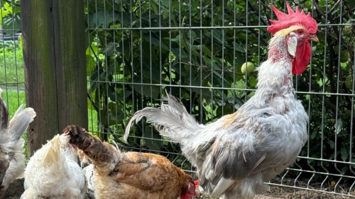 Egg Eating, Feather Pecking, and Flock Aggression: How to Break Bad Habits Before the Whole Flock Suffers