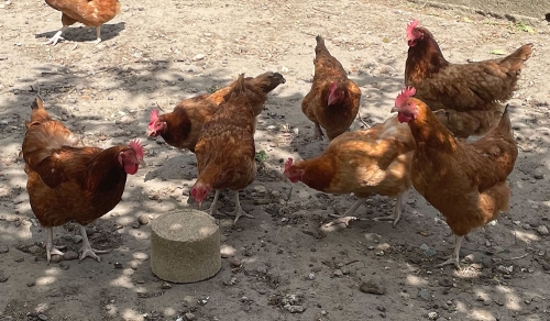 Discover the most popular chicken breeds in Poland.