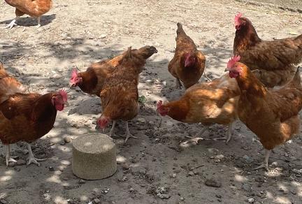Meet the most popular chicken breeds in Poland