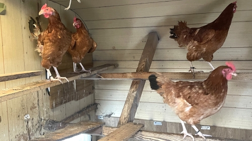 How Often Should You Clean a Chicken Coop? Seasonal Cleaning and Limewashing