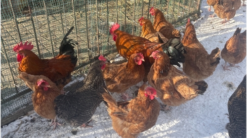 Can chickens go outside in the snow and freezing temperatures?