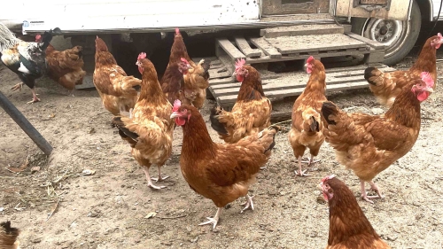 Fox in the Chicken Coop: How to Protect Your Flock and Deter Predators