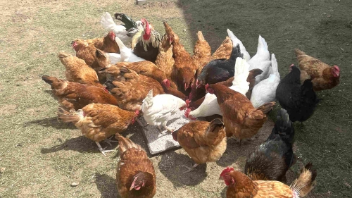 When Do Laying Hens Start Laying Eggs? Top 5 Best Breeds
