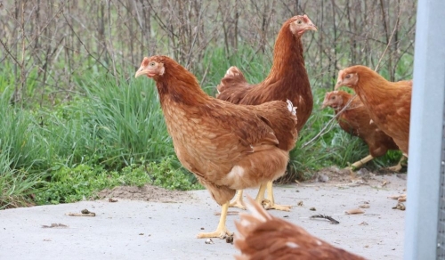 Got red mites in your coop? These 5 products actually work.
