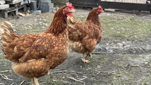 Soft eggshells, reduced egg production, or limping? Find out what your chickens are missing