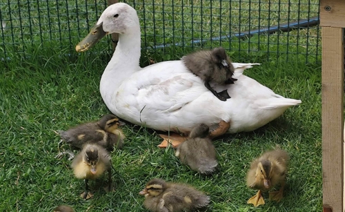 Indian Runner ducks: ornamental ducks that will help fight slugs