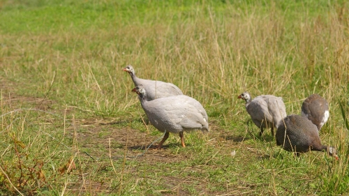Guineafowl in the Garden: Natural Predators of Ticks, Mice, and Slugs. Are They Worth Keeping?