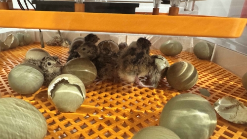How to Set Up a Chick Brooder: A Complete Guide to Safe Brooding