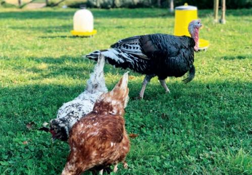 waterers for chickens
