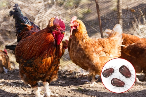 Combating red mite