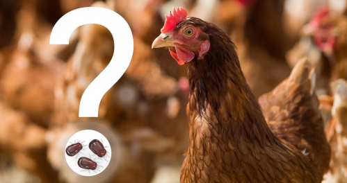 bird in chickens