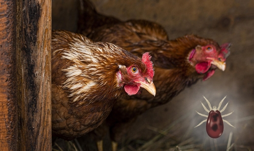 Poultry red mite (Dermanyssus gallinae) &ndash; Everything you need to know!