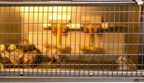 Welded wire mesh