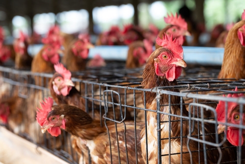 Boxes and baskets for transporting poultry