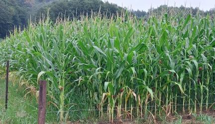Safe Maize: Proven Methods for Wild Boar Protection