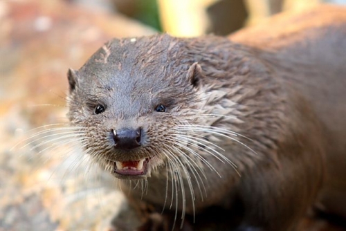 Otter protection for fish ponds