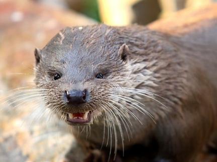Otter protection for fish ponds