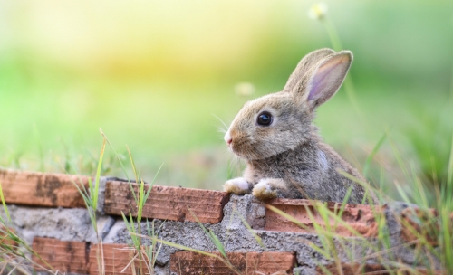 Orchard protection against hares